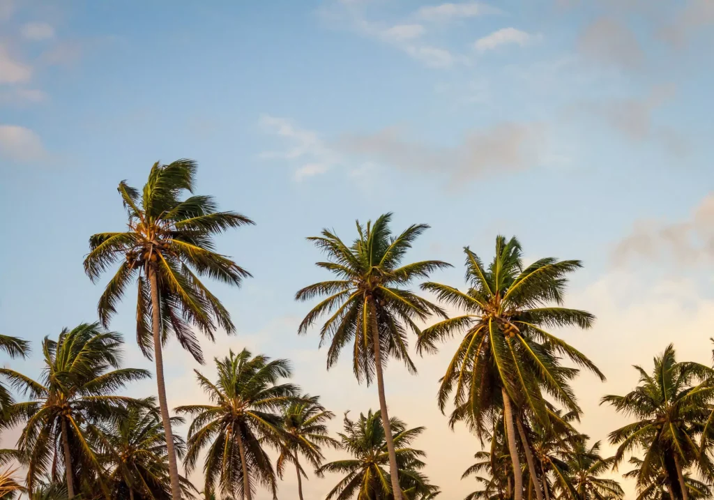 Rapid Aircraft Interior Design via Renderings 5 beach sea coast tree plant sky 2548 pxhere 65de39a200