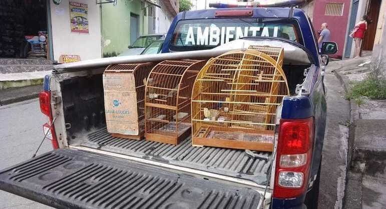 GCM apreende 20 aves silvestres em cativeiro ilegal em Guarulhos: Crime ambiental gera multa