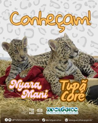 Zoológico de Guarulhos anuncia nomes dos filhotes de Onça-Pintada escolhidos pela população 