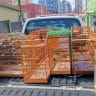 GCM de Guarulhos resgata seis aves silvestres em cativeiro ilegal na Vila Silveira