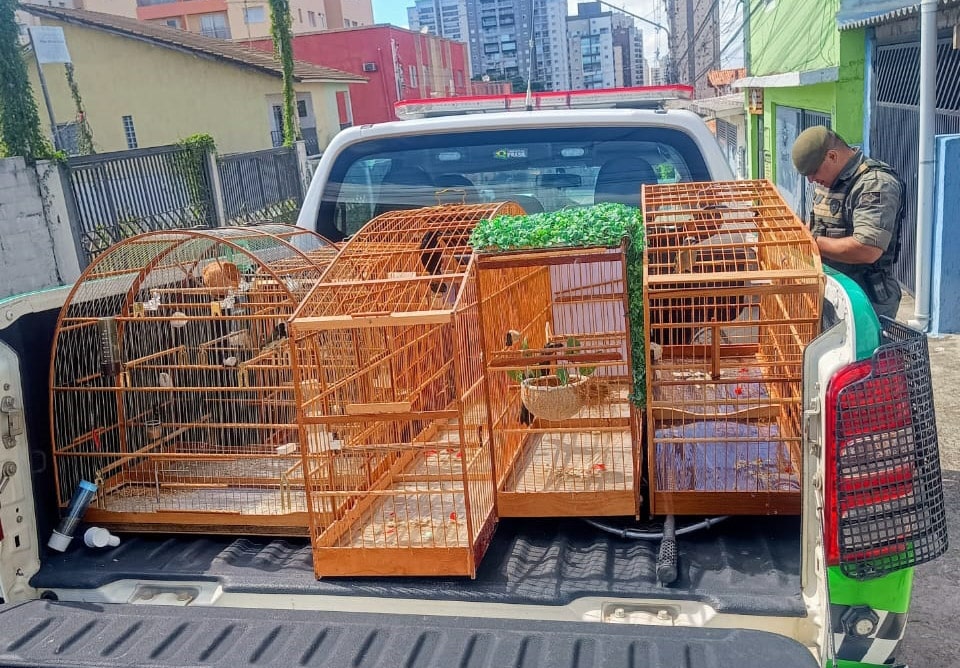 GCM de Guarulhos resgata seis aves silvestres em cativeiro ilegal na Vila Silveira