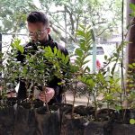 Prefeitura distribui mudas de árvores nativas gratuitamente no CEA Virgínia Ranali