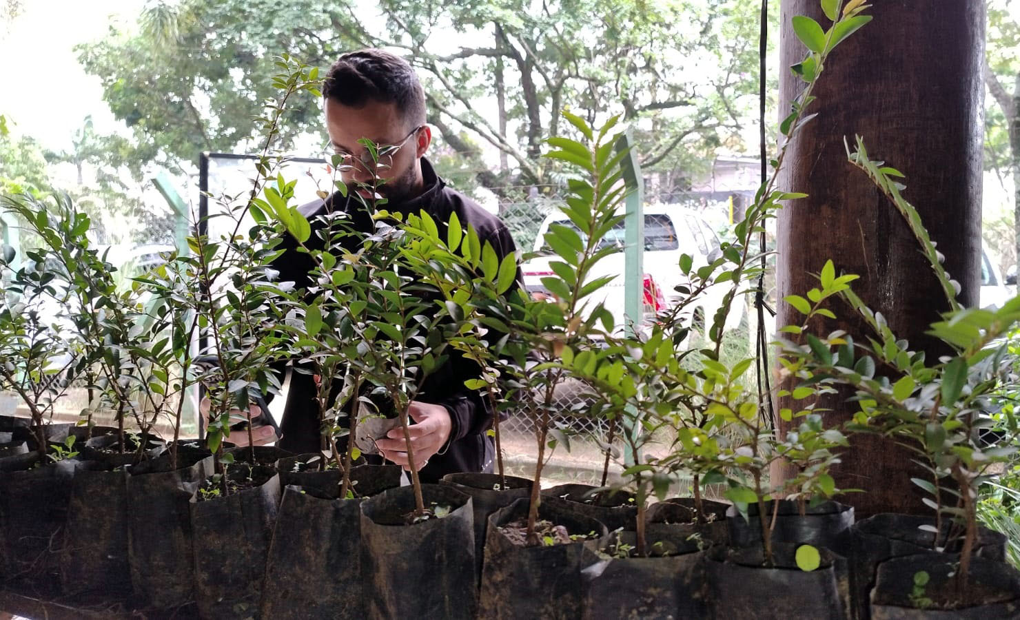 Prefeitura distribui mudas de árvores nativas gratuitamente no CEA Virgínia Ranali