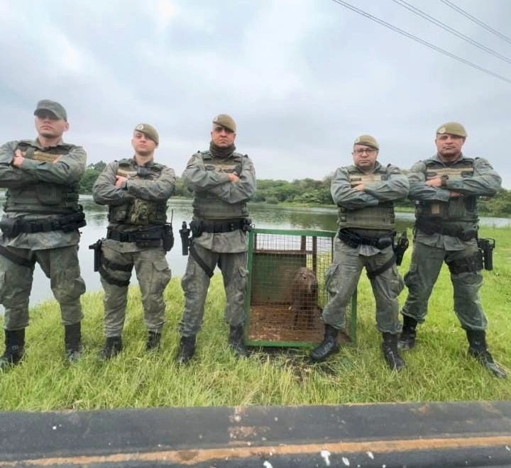 GCM de Guarulhos resgata capivara em situação de risco na região central da cidade