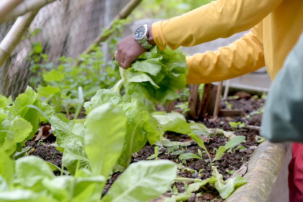 Prefeitura recebe inscrições de pessoas com deficiência para oficina de horta 1 Prefeitura recebe inscrições de pessoas com deficiência para oficina de horta