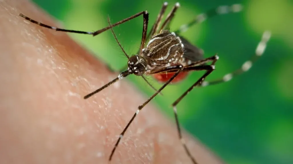 Saúde SP orienta sobre prevenção e sinais de alerta das arboviroses no contexto do El Niño
