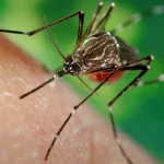 Saúde SP orienta sobre prevenção e sinais de alerta das arboviroses no contexto do El Niño