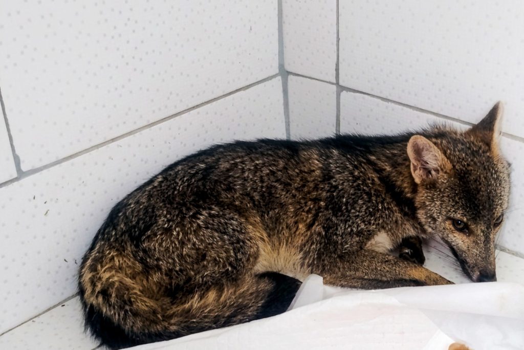 GCM de Guarulhos resgata capivara e cachorro-do-mato em situações de risco na Vila Endres e no Pimentas 37 GCM de Guarulhos resgata capivara e cachorro-do-mato em situações de risco na Vila Endres e no Pimentas