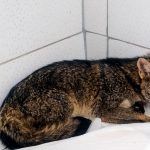 GCM de Guarulhos resgata capivara e cachorro-do-mato em situações de risco na Vila Endres e no Pimentas